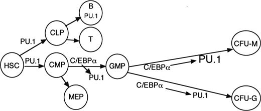 Figure 6. Model for the role of C/EBPα induction of PU.1 during hematopoiesis. PU.1 achieves sufficient levels in the absence of C/EBPα to help specify the CMPs. C/EBPα increases PU.1 to allow commitment of the CMP to the GMP stage. C/EBPα helps maintain PU.1 expression in the granulocyte lineage but further induces PU.1 in cooperation with cytokine signals and additional transcription factors to allow monocyte lineage specification.