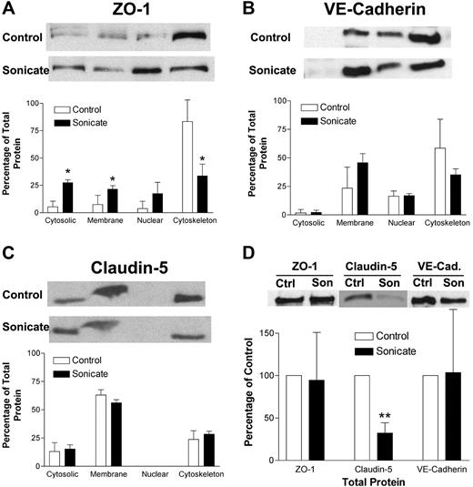 Figure 3. Biochemical alterations of tight and adherens junction proteins induced by P falciparum sonicates in HDMECs. (A-C) HDMECs were cultured in 35-mm dishes until 3 days after confluence with or without parasite sonicates at 107 parasite equivalents/cm2 for 24 hours. Total cell lysates were fractionated into 4 subcellular fractions: cytosolic, membrane, nuclear, and cytoskeleton (from left to right). Fractions were analyzed by Western blot for the indicated tight and adherens junction proteins. (A) ZO-1 but not (B) VE-cadherin or (C) claudin-5 was redistributed from the cytoskeleton to other subcellular fractions. (D) HDMECs were treated as in panel A. Total protein level as determined by Western blot was reduced for claudin-5 but not for ZO-1 or VE-cadherin using β-actin as a loading control. Representative Western blot results and densitometry analysis of 3 independent experiments are shown. For densitometric analysis of subcellular fractions, each fraction was expressed as a percentage of the total densitometry measurements for all 4 fractions. *P < .05, **P < .01 compared with control values by Student paired t test. (A-D) Results are expressed as mean (± SD).