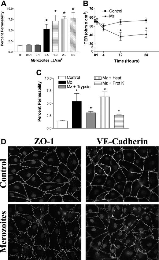 Figure 6. Changes in endothelial permeability induced by purified P falciparum merozoite proteins. HDMECs (105) seeded in transwells were incubated until 3 days after confluence. Intact merozoites from the parasite line 3D7 were added for 24 hours. Endothelial permeability was increased in a threshold-dependent manner as determined by (A) the flux of FITC-albumin and (B) transendothelial resistance (n = 4.) (C) The activity of intact merozoites was inhibited by pretreatment of merozoites with proteinase K (10 U/mL) or trypsin (10 μg/mL) overnight (16 h; n = 4). (D) Morphologic changes in ZO-1 and VE-cadherin staining as described for parasite sonicates were also seen in HDMECs incubated with intact merozoites. Results are representative of 3 independent experiments. *P < .05, **P < .01 compared with control values by Student paired t test. For multiple comparisons †P < .05 by ANOVA with post hoc analysis by Tukey test. (A-C) Results are expressed as mean (± SD).