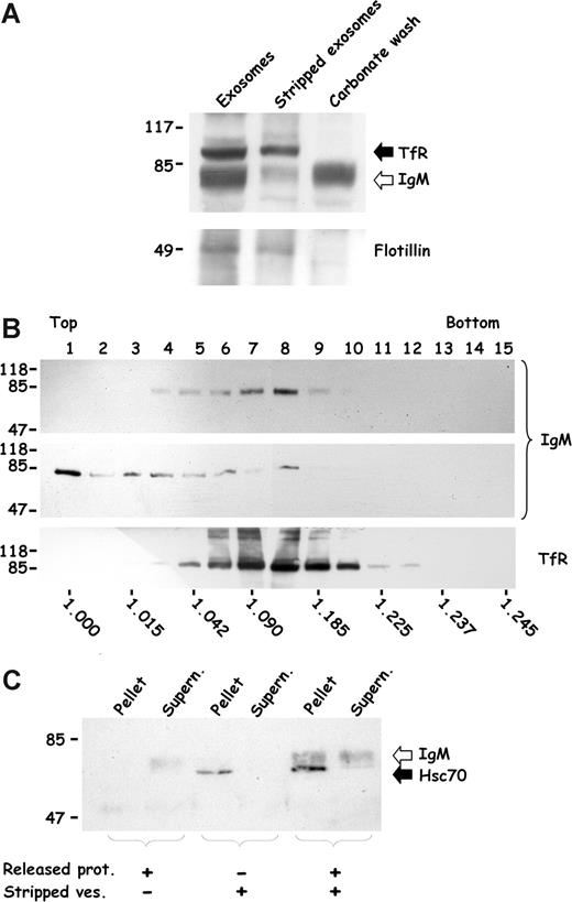 Figure 4. IgM antibodies bind to exosomes. (A) Exosomes were obtained by differential centrifugation and surface-associated proteins were released by a carbonate wash. Untreated exosomes, stripped vesicles, and the released proteins were loaded on SDS-PAGE and analyzed by Western blot for IgM and then for TfR. The membrane was then reprobed for flotillin. (B) Exosomes were deposited on a linear sucrose gradient. Fractions were collected and analyzed for the presence of IgM (top panel) and TfR (bottom panel) using specific antibodies. Proteins stripped from exosomes by carbonate wash were deposited on a sucrose gradient and analyzed for IgM (middle panel). Densities (g/mL) were obtained for each fraction by refractometry and are indicated under each lane. (C) Proteins released from exosomes following a carbonate wash (released proteins) were added back to stripped vesicles (1 h at room temperature) and submitted to ultracentrifugation (200 000g for 10 minutes). Resulting pellets and supernatants were then analyzed for the presence of IgM and hsc70. As controls, stripped vesicles and carbonate wash were submitted to the same centrifugation conditions separately, as indicated at the bottom, and analyzed by Western blot. The molecular mass (kDa) standards are indicated to the left. Arrows point to the bands corresponding to Western blot detection of specified proteins.