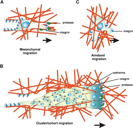 Figure 1. Diversity in cell migration strategies. In the tissue microenvironment, different cell types exhibit distinct migration strategies. (A) Mesenchymal migration: Mesenchymal cells display an adhesive phenotype and develop a spindle shape. The elongated morphology is dependent on integrin-mediated adhesion and the presence of traction forces on both cell poles. Simultaneous with integrin and actin concentration at focal contacts, the cells recruit surface proteases to these substrate contact sites to digest and remodel the extracellular matrix, thus generating matrix defects that allow cell migration. Other cells may follow along the generated matrix defect creating a moving cell chain. (B) Cluster/cohort migration: Migrating cancer cell collectives use an integrin- and protease-dependent migration mode similar to mesenchymal migration, but the migrating cells within the cohorts are interconnected by cadherins and gap-junctional communication. (C) Ameboid migration: Lymphoid cells display a characteristic “ameboid” type of migration, in which integrin-mediated adhesion is dispensable and cell movement is driven by short-lived relatively weak interactions with the substrate. The lack of focal contacts and high deformability of lymphocytes allow movement at high velocity, while the fast deformability of lymphocytes allows them to overcome matrix barriers by physical mechanisms, independent of proteolytic matrix degradation.6