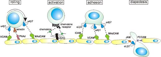 Figure 2. Lymphocyte interaction with endothelium. In the postcapillary venules, selectin-sialomucin interactions (or interactions mediated by integrin α4β1 or α4β7) mediate “rolling” of lymphocytes on the endothelium. Chemokines, presented by heparan sulfate proteoglycans (HSPGs) expressed on the endothelium, bind to chemokine receptors, which are G protein–coupled receptors, leading to increased affinity/avidity integrins on the surface of lymphocytes. Interaction of these integrins with their ligands results in stable adhesion of lymphocytes to endothelium and in diapedesis, involving engagement with junction adhesion molecules (JAMs) and PECAM-1 (CD31).