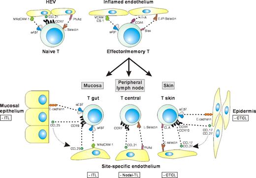Figure 3. Lymphocyte trafficking and the tissue-specific dissemination of T-cell lymphomas. Lymphocyte migration is strictly regulated by adhesion molecules and chemokine receptors on lymphocytes and their ligands expressed by the endothelium. Naive T lymphocytes can home and recirculate via all secondary lymphoid tissues because they express both α4β7 (for mucosal homing) and L-selectin (for homing to peripheral lymph nodes). Migration of activated T lymphocytes to sites of inflammation involves several receptor-ligand pairs, including selectin-sialomucin, α4β1-VCAM-1, α4β1-CS-1, and CD44-hyaluronate interactions. Upon antigen priming by dendritic cells, T lymphocytes become memory cells and acquire a “homing signature,” that is, a specific adhesion and chemokine receptor make-up, which enables them to selectively home to specific tissue environments, thereby increasing the efficacy of immunosurveillance. The T-NHLs related to lymphocyte populations with tissue-specific homing properties are shown in the boxes. These tumors usually display tissue-specific dissemination patterns and express homing receptors corresponding to the tissue of origin.