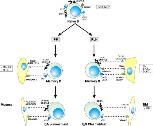 Figure 4. Adhesion molecule and chemokine receptor expression profiles of B-lymphocyte subsets and related lymphoid malignancies. Naive B lymphocytes coexpress L-selectin and α4β7, enabling them to migrate to the mucosa as well as to peripheral lymph nodes. Germinal center (GC) reactions in Peyer patches (PPs) lead to generation of α4β7-expressing memory B lymphocytes, which subsequently can differentiate into IgA-secreting plasma cells. Most memory B cells arising in lymph nodes (LNs), on the other hand, differentiate into IgG-secreting plasma cells. These cells express CXCR4 and the integrins α4β1 and LFA-1, which can mediate homing to the bone marrow, where these cells become long-lived plasma cells. The B-cell malignancies related to lymphocyte populations with tissue-specific homing properties are shown in the boxes.