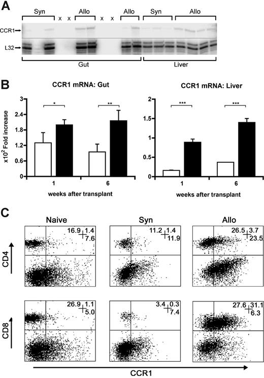 Figure 1. CCR1 expression is increased in GVHD target organs and the spleen after allogeneic SCT. Lethally irradiated B6D2F1 mice received SC transplants from either syngeneic B6D2F1 (□) or allogeneic B6 donors (■) as described in “Materials and methods.” (A,B) RNA was isolated from the intestines and liver of SC transplant recipients on weeks 1, 4, and 6 and CCR1 expression was determined by the RPA. Shown is a representative gel from week 4 (A). L32 is a ribosomal protein used as an mRNA loading standard. A line has been inserted to indicate where the gel was cut. The gels came from the same experiment but the intermediate area was cut. CCR1 mRNA expression was significantly increased after allo-SCT at all time points when compared with syngeneic controls (B) (data not shown). *P < .04; **P < .08; ***P < .001. (C) Splenic CD4+ and CD8+ T-cell expression of CCR1 was analyzed on days 7 and 11 and was found to be increased after allo-SCT when compared with syngeneic and naive controls. Data are shown for naive, syngeneic, and allogeneic splenic T cells stained for CD4+ or CD8+ (PE) and CCR1+ (FITC) on day 7. Numbers in the upper right corner of each graph represent the percentage of events in the corresponding quadrants.