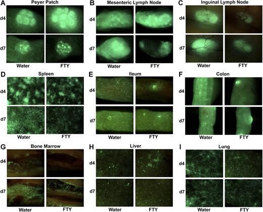 Figure 2. FTY modulates effector T-cell migration to lymphoid organs but does not uniformly trap effectors in LNs or prevent effector migration to GVHD target parenchymal organs. (A-I) Lethally irradiated BALB/c mice received B6 wild-type BM and 2 × 106 B6 GFP+ purified CD25-depleted T cells. Mice were administered sterile water or FTY by oral gavage daily from day −1 to day of imaging. A total of 3 mice per group per time point was imaged. Data were reproduced in a second experiment in the same strain combination and in a third experiment in a different strain combination; findings were similar. A representative image is shown of the indicated organ on day 4 and day 7. See “Materials and methods” for imaging details.