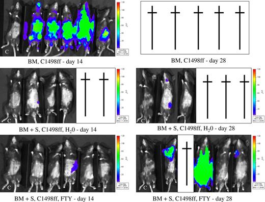 Figure 6. FTY does not abrogate a GVL effect. Lethally irradiated B6 mice were given BALB/c BM and C1498ff (3 × 104 cells) on day 0. Cohorts received splenocytes (15 × 106) on day 0 and were administered water or FTY daily by oral gavage from day −1 to day 28. Mice were imaged on days 14 and 28 (n = 5 per group) as indicated in “Materials and methods” after injection with luciferin. Identical exposure times were taken for all pictures. Green indicates a greater tumor load than blue. C indicates a control mouse that did not receive C1498ff. A cross indicates that a mouse died. All mice receiving BM and tumor but no spleen died of tumor by day 28. Although spleen infusions protected most mice from widely metastic tumor growth, several mice died of GVHD. Overall tumor incidence for water-treated mice was 1 of 5 versus 3 of 5 for FTY-treated mice.