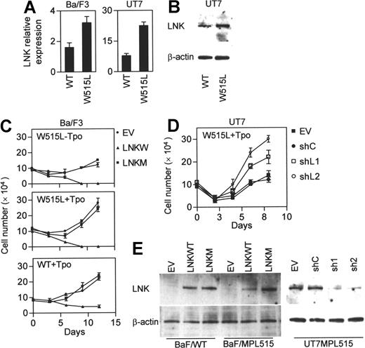 Figure 1. Lnk inhibits cytokine-independent and Tpo-stimulated growth in MPLW515L-expressing cells. (A-B) Real-time PCR (A) and Western blot (B) analysis of Lnk expression in Ba/F3 and UT7 cells stably expressing either MPLWT (WT) or MPLW515L (W515L). Relative mRNA expression levels are expressed in arbitrary units as a ratio of Lnk transcripts/18S transcripts (each value represents the mean (± SD) of 3 measurements of the sample). (C-D) BaF/MPLWT and BaF/MPL515 cells (C) were transfected by electroporation with either empty vector (EV), wild-type Lnk (LNKW), or an SH2 mutant Lnk (LNKM); UT7/MPL515 cells (D) were similarly transfected with either empty vector (EV), siRNA control vector (siC), or siLNK vectors (siL1 and siL2). Two days later, cells were cultured in selection media either with or without Tpo (1 ng/mL). Proliferation was measured by cell counts. Data represent the mean (± SD) of duplicate samples and are representative of 3 independent experiments. (E) Western blot analysis of Lnk expression in transfected Ba/F3 and UT7 cells. β-actin was used to control for equal loading and siRNA specificity.