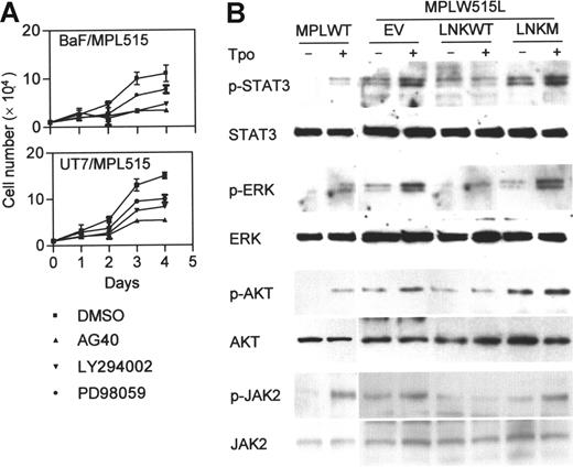 Figure 2. Lnk inhibits signaling pathways induced by MPLW515L. (A) BaF/MPL515 and UT7/MPL515 cells were treated with either 25 μM AG490 (JAK2 inhibitor), 16 μM LY294002 (PI3K inhibitor), 25 μM PD98059 (MAPK inhibitor), or dimethyl sulfoxide (DMSO) (inhibitor solvent). Proliferation was measured by cell counts. Data represent the mean (± SD) of duplicate samples and are representative of 2 independent experiments. (B) Transfected BaF/MPL515 and nontransfected BaF/MPLWT cells were depleted of cytokines for 4 hours and then stimulated with Tpo (1 ng/mL, 30 minutes). Protein lysates were analyzed by Western blot for the phosphorylated and total protein levels of Stat3, Erk, and Akt. Lysates from similarly treated cells were immunoprecipitated with JAK2 antibody and analyzed by Western blot with phospho-JAK2 and JAK2 antibodies.
