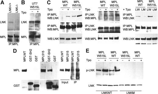 Figure 3. SH2 domain of Lnk interacts with MPLWT and MPLW515L. (A-C) Bone marrow cells (A) from Lnk+/+ and Lnk−/− mice (6 each) were cultured with Tpo (50 ng/mL, 3 days). UT7/MPL515 cells (B) were cultured either without or with Tpo (1 ng/mL). 293T cells (C) were transfected with combinations of MPLWT, MPLW515L, wild-type Lnk (LW), or the SH2 mutant Lnk (LM) as indicated and were either untreated or treated with Tpo (1 ng/mL, 30 minutes). Lysates were immunoprecipitated (IP) with MPL or Lnk antibodies and analyzed by Western blot as indicated. Total Lnk and MPL levels were analyzed by Western blot (bottom panels). (D) Protein lysates from 293T cells transfected with either MPLWT or MPLW515L were incubated with either GST protein or GST-Lnk-SH2 fusion protein (GST-L-SH2). GST-protein complexes were analyzed by Western blot with MPL antibody. Lysates also were immunoprecipitated with a phosphotyrosine antibody and analyzed by Western blot with MPL antibody (right panel). (E) 293T cells were transfected and treated as described in panel C. Lysates were immunoprecipitated with phosphotyrosine antibody and analyzed by Western blot with Lnk antibody (top panel). Lnk levels in the lysates were analyzed by Western blot (bottom panel).