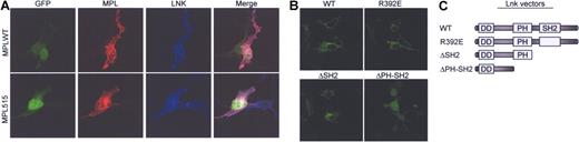 Figure 4. Lnk co-localizes with MPLWT and MPLW515L in the plasma membrane. (A) BaF/3 cells were cotransfected with either GFP-MPLWT or GFP-MPLW515L and V5-tagged Lnk and grown in the presence of Tpo (1 ng/mL). Cells were stained for MPL (MPL antibody, red) and Lnk (V5 antibody, blue). Transfected cells were detected by GFP fluorescence (green). The merged images show co-localization of MPL and Lnk (pink). (B) 293T cells were transfected with V5-wild type Lnk (LNKWT), V5-Lnk R392E (R392E), V5-Δ SH2 (aa 1-307), or V5-Δ PH-SH2 (aa 1-205) and stained with a V5 antibody (green). Stained cells were examined by confocal microscopy. (C) Schematic presentation of Lnk expression vectors.