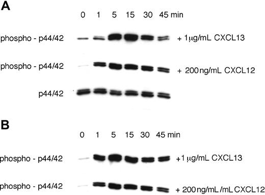 Figure 5. CXCL13 stimulated prolonged p44/42 MAP kinase activation in CLL B cells. Activation of p44/42 MAP kinase was determined by Western blot after stimulation with 1 μg/mL CXCL13 or 200 ng/mL CXCL12, as indicated on the right-hand side. To determine the time course of p44/42 MAPK activation, CLL cell lysates were obtained at the indicated time points and probed with anti–phospho-p44/42 mAbs. To confirm equal loading of protein, blots were reprobed with an antibody to the nonphosphorylated p44/42 MAPK. Panels A and B display MAP kinase activation in CLL cells from 2 different patients.