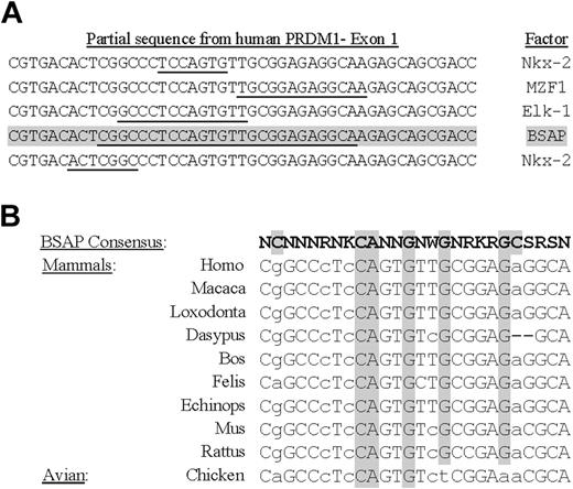 Figure 1. BSAP cis element in exon 1 of human PRDM1 gene. (A) Location of binding sites for transcription factors in a partial sequence of human PRDM1 gene. Theoretic binding sites for the factor are underlined, and the score obtained with the TFMATRIX program for binding site matching is shown. Data for BSAP factor are shaded. (B) Comparison of phylogenetic sequences in exon 1 regions between mammals and avian species. The BSAP consensus-binding site region (shown in bold) was obtained with the TFMATRIX program. The most conserved positions are shaded. Capital and lowercase letters show nucleotides matching or not matching the theoretic BSAP-binding site, respectively. Note that chicken sequence lacks 4 essential positions against 2 lacking in mammals.