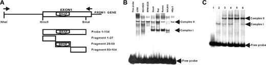 Figure 2. EMSA comparing nuclear extracts from B lymphocytes and PC lines for specific binding to exon 1 of the human PRDM1 gene. (A) Schematic representation of the fragment used as probe and the competitive fragments for EMSA. A fragment corresponding to the entire exon 1 (+ 1/+ 104) was used as probe. Three cold fragments, divisions of exon 1 (+ 1/+ 27), (+ 28/+ 59), (+ 60/+ 104), were used for competition experiments. (B) EMSA with probe (+ 1/+ 104) and nuclear extracts from human PC lines: U266 (myeloma), NCI-H929 (myeloma), RPMI-8226 (myeloma); from human B-cell lines: Daudi (Burkitt lymphoma), Raji (Burkitt lymphoma), Ramos (Burkitt lymphoma), NALM-6 (pre-B-cell leukemia); or from the epithelial cell line: HEp-2 (laryngeal carcinoma). Lane marked as free probe was nuclear-extract–free. (C) Competition experiments using the probe (+ 1/+ 104) and Daudi nuclear extracts. (Lane 1) Probe-free. (Lanes 2,3) Probe with nuclear extract without and with Zn++ (0.5 mM) in the binding buffer, respectively. Competition assays with the corresponding cold fragments (100 ×) are shown: (lane 4) + 1/+ 27; (lane 5) + 28/+ 59; and (lane 6) + 60/+ 104.