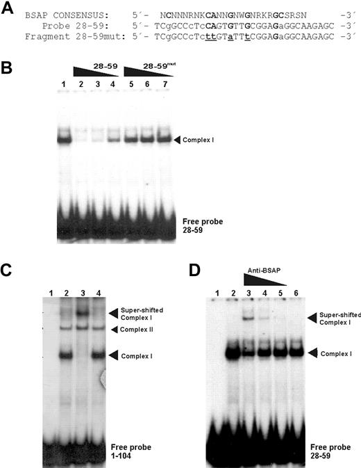 Figure 3. BSAP factor identification by specific binding site mutations and supershift EMSA. (A) Sequence comparison between the BSAP consensus-binding site and the wild-type fragment (+ 28 + 59) or mutated fragment (+ 28 + 59mut) sequences corresponding to abolish the possible BSAP-binding site. Bold capital letters represent the most conserved nucleotides. Capital and lowercase letters represent the nucleotides matched and unmatched to the consensus-binding site, respectively. Underlined letters are the mutated ones. (B) EMSA with Daudi nuclear extracts and the fragment (+ 28 + 59) used as probe (lane 1). Competition experiments were performed with the cold wild-type fragment (+ 28 + 59) (lanes 2-4) or mutated fragment (+ 28 + 59mut) (lanes 5,6). Molar ratios of the cold fragment were 100 × (lanes 2,5), 50 × (lanes 3,6), and 10 × (lanes 4,7) (C) Supershift experiment with Daudi nuclear extract and probe + 1/+ 104. (Lanes 1 and 2) Probe without and with extracts, respectively. Antibody against BSAP (1 μL) was added to the assays (lane 3). A nonspecific antibody control (1 μg/μL) was used (lane 4). (D) Same as panel C, except probe + 28 + 59 was used and the antibody against BSAP was added to the assays in descending concentration (0.1, 0.05, and 0.01 μL) from lane 3 to lane 5. Control nonspecific antibody (lane 6).