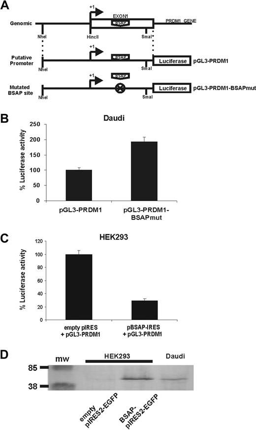 Figure 4. BSAP represses PRDM1 through the binding site onto the exon 1. (A) Schematic representation showing the construction of reporter plasmids containing the putative minimal promoter of PRDM1 (pGL3-PRDM1) or with the mutated BSAP-binding site (pGL3-PRDM1-BSAPmut). (B) Daudi cells were transiently transfected with the pGL3-PRDM1 or pGL3-PRDM1-BSAPmut luciferase reporters. Relative luciferase activity was normalized to pGL3-PRDM1. Error bars represent SEM from at least 4 experiments. (C) HEK293 cells were transiently cotransfected with the pGL3-PRDM1 luciferase reporter and with the empty pIRES2-GFP or pBSAP-IRES2-GFP expression vectors. The relative luciferase activity from the empty pIRES2-GFP was used as 100%. Error bars represents SEM from at least 4 experiments. (D) A Western blot from cotransfected HEK293 cells (without endogenous BSAP expression) and Daudi cell as control of endogenous BSAP expression is shown. A total of 105 and 106 of HEK293 and Daudi cells per well were loaded, respectively.