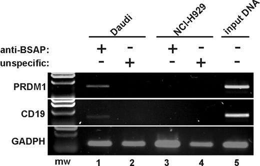 Figure 5. BSAP binds to the exon 1 of PRDM1 in vivo. Chromatin was prepared from Daudi cells as a B-cell line expressing BSAP factor (lanes 1-2,5), and from NCI-H929 cells as a PC cell line not expressing BSAP (lanes 3-4). ChIP analysis was performed using a specific anti-BSAP antibody (lanes 1,3) or an unspecific antibody isotype as negative control (lanes 2,4). Products from final PCR analysis using primers specific to the PRDM1 promoter, CD19 promoter (as BSAP binding positive control), and exon 4 from GADPH (as BSAP binding negative control) were resolved by agarose gel. The input DNA for Daudi was amplified in lane 5. A representative experiment from 3 ChIP experiments is shown. mw indicates molecular weight marker.
