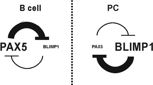 Figure 6. Negative-feedback loop between BSAP and BLIMP1. Schematic interaction loop that must exist between BSAP and BLIMP1 factors in the B-lymphocyte differentiation process.