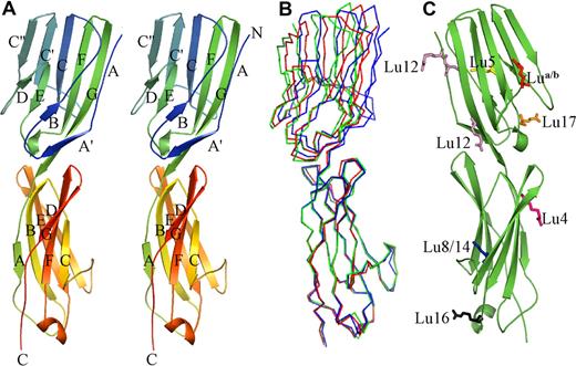 Figure 1. Structure of Lu gp D1D2. (A) Graphic representation in stereo showing the Lu gp structure. D1 is shown at the top and D2 at the bottom. The strands in each domain are labeled, as are the amino (N) and carboxy termini (C). (B) Overlay of Cα traces from the 3 independent copies of D1D2 in the 2 crystal structures. Orientation is as in panel A. (C) Location of residues that are altered in the known inherited forms of Lu gp that can be attributed to D1D2. Mutated residues are shown in stick form, and are colored as follows: Lu a/b is shown in red; Lu4, purple; Lu5, yellow; Lu8/14, blue; Lu12, pink; Lu16, gray; and Lu17, orange.