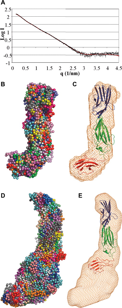 Figure 2. SAXS analysis of Lu gp D1D2D3. (A) Experimental scattering data for Lu gp D1D2D3 plotted in black as a function of q and compared with a theoretic fit generated with SASREF.46 (B) Shapes obtained using a bead model using the program GASBOR47 from 20 independent simulations, each differently colored. The average shape is shown as orange wire-frame density in (C) representative rigid-body fit of the D1D2 crystal structure and D3 model to the scattering data, overlaid on average density obtained as in panel B. D1 is shown in blue; D2, green; and D3, red. (D) Shapes obtained from the scattering curve for Lu gp (D1-D5) as described in panel B. The average shape is shown as orange wire-frame density in (E) overlay of the D1D2D3 model on the envelope derived for Lu gp (D1-D5). D4 and D5 are expected to occupy the additional density at the base of the figure, proximal to the cell membrane.