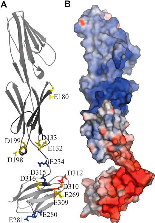 Figure 4. Location of charged amino acid residues involved in interactions with Ln511/521 on the surface of Lu gp. (A) Lu gp domains D1D2 (dark gray) and D3 (light gray) are shown in an orientation consistent with the SAXS envelope. Indicated are the positions of acidic residues that have been mutated to alanine. The residues are color coded according to their effect on Ln511/521 binding: blue indicates no effect; yellow, slight effect; orange, marked effect; and red, severe effect. (B) Lu D1D2D3 in the same orientation, shown as an electrostatic surface.