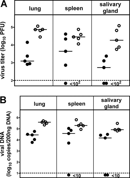 Figure 2. Memory B cells protect from MCMV dissemination in the absence of a functional NK-cell response. (A) MCMV titers and (B) viral DNA copies in lung, spleen, and salivary gland 21 days after infection with 105 pfu MCMV157luc. Results from RAG−/− mice adoptively transferred with 5 × 106 B cells from MCMV-infected mice (•) or with 5 × 106 naive B cells (○) are shown (median values of 5 mice/group are indicated as lines). In all recipient animals, CD4+ and CD8+ T cells were depleted 2 days after transfer by application of the appropriate monoclonal antibodies to exclude contribution of T cells to reduction in viral load. There were significantly reduced virus titers in lung and salivary gland in the memory B-cell group (P < .01) and significantly reduced viral DNA copies in all organs (P < .01 for lung and salivary gland, P < .05 for spleen).