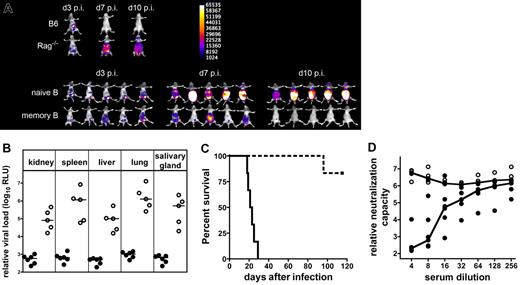 Figure 3. Memory B cells protect from systemic dissemination of MCMV without contribution of NK or T lymphocytes. RAG−/− mice were adoptively transferred with 5 × 106 naive B cells or 5 × 106 B cells from MCMV-infected CD8α−/− mice, treated with depleting anti-CD4 antibodies and infected 5 days after cell transfer with 105 pfu MCMV157luc. (A) Bioluminescence imaging of 5 mice/group at 3, 7, and 10 days after infection. Images were obtained from a 5-minute acquisition, and a pseudocolor scale shows relative photon flux for each image. For comparison, a representative B6 mouse and a B6-RAG−/− mouse infected and imaged in parallel are displayed. (B) Relative organ viral load in 5 to 6 RAG−/− mice transferred with memory B cells (•) or naive B cells (○) 18 days after infection. Luciferase activity was measured in organ homogenates and luciferase relative light units (RLU)/15 μg protein are shown. The relative viral load was lower in the memory B-cell group for all organs (P < .005). (C) Survival curve of 6 RAG−/− mice/group adoptively transferred with B cells from MCMV-infected mice (- - -) or with naive B cells (—). Mice that received memory B cells showed a significantly prolonged survival (P < .001). One animal died of a MCMV-unrelated cause. (D) Neutralizing antibody activity in sera of RAG−/− mice transferred with memory B cells (•) or naive B cells (○). The neutralizing antibody activity was measured in vitro on ST-2 cells using MCMV157luc. The luciferase RLU values after infection with 1.2 × 103 pfu MCMV157luc preincubated with sera are shown. Median values are connected as solid (memory B cells) or dashed (naive B cells) lines.