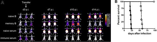 Figure 4. Memory B cells and serum from infected mice protect from an existing MCMV infection. RAG−/− mice were infected with 105 pfu MCMV157luc. Three days after infection naive B cells, B cells from MCMV-infected CD8α−/− mice, sera from naive mice, or sera from immune mice (250 μL each) were transferred. (A) Bioluminescence imaging of mice (3 representative mice from 5-6 mice/group are shown) for 14 days after infection. Images were obtained from a 5-minute acquisition and a pseudocolor scale shows relative photon flux for each image. (B) Survival curve of 6 RAG−/− mice/group adoptively transferred with B cells from MCMV-infected mice (—○—), naive B cells (—●—), sera from naive mice (–◆–), or sera from immune mice (–◇–). Mice that received memory B cells or sera from immune mice showed a significantly prolonged survival (P < .001) compared with naive B cells and naive sera, respectively.