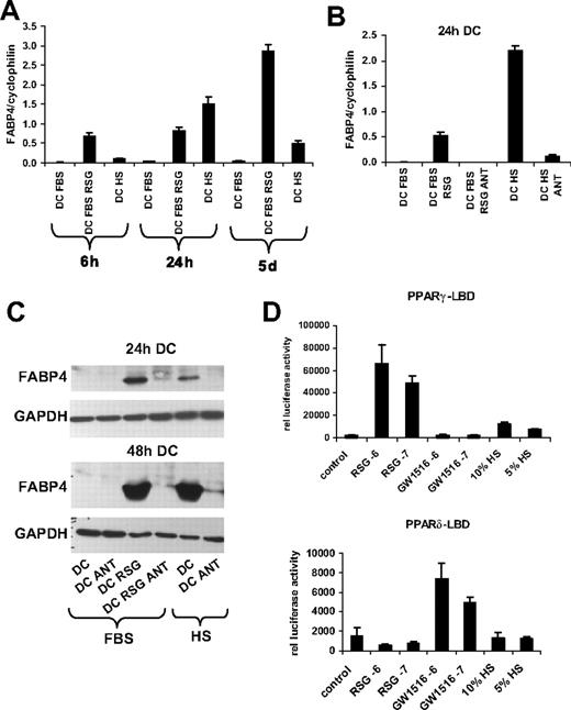 Figure 5. The effect of fetal bovine serum (FBS) and human AB serum (HS) on PPARγ response. (A,B) Transcript levels of FABP4 were determined by qRT-PCR. The indicated samples were cultured in fetal bovine serum (FBS)– or human AB serum (HS)–containing cell-cultured medium. (A) RNA was isolated at the indicated times; cells were treated with 1 μM rosiglitazone (RSG; 6 hours, 24 hours DC) or with 2.5 μM RSG (5 days DC). (B) Cells were cultured for 24 hours and treated with 1 μM rosiglitazone (RSG) and/or with 5 μM GW9662 (ANT). (C) Western-blot analysis of FABP4 protein expression in DCs. GAPDH was used as a loading control. Cells were cultured for 24 or 48 hours and treated with 1 μM rosiglitazone (RSG) and/or 5 μM GW9662 (ANT). Samples were cultured in fetal bovine serum (FBS)– or human AB serum (HS)–containing cell-cultured medium. (D) COS1 cells were cotransfected with MH100-TK-Luciferase reporter construct and GAL4-PPARγ–LBD or GAL4-PPARδ–LBD construct along with β-galactosidase construct. Cells were lysed after 24 hours, and the luciferase and β-galactosidase activity was assayed as described in “Transient transfections and reporter gene assays.” All experiments were done in triplicates; error bars represent SDs. Cell were treated with 1 μM (-6) or 100 nM (-7) PPARγ activator (RSG) or 1 μM (-6) or 100 nM (-7) PPARδ activator (GW501516 abbreviated as GW1516). The indicated cells were cultured in 10% or 5% human AB serum (HS)–containing medium.