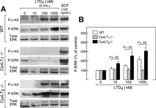 Figure 3. Effect of receptor deletions on LTD4-induced ERK phosphorylation and c-Kit transactivation. (A) Dose-dependent LTD4-induced c-Kit and ERK phosphorylation in mBMMCs from the indicated genotypes. Results are from a single experiment repeated 4 times with cells from different animals. Vertical lines have been inserted to indicate repositioned gel lanes. (B) Quantitative densitometry of phospho-ERK signals corrected for the baseline for each genotype from 5 experiments.
