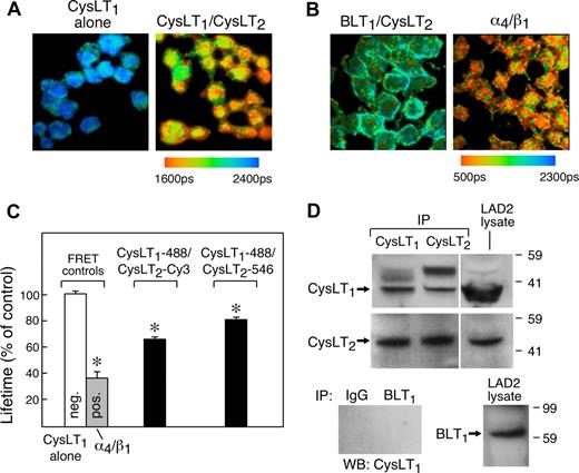 Figure 4. Heterodimerization of CysLT1 and CysLT2 receptors. FLIM images (A,B) showing interactions between the indicated receptors on LAD2 cells stained with directly labeled Alexa Fluor 488–conjugated anti-CysLT1 EC3 Abs (RB34) without or with Alexa Fluor 546–conjugated anti-CysLT2 N-terminal polyclonal Abs (A). Pseudocolor images are from 1 experiment representative of 4 performed and are similar to experiments performed with anti-CysLT2 N-terminal monoclonal directly or indirectly labeled with Cy3 (not shown). (B) Noninteracting (BLT1/CysLT2) and interacting (α4/β1) controls for FRET. Combinations of Abs against BLT1 (Alexa Fluor 488) plus CysLT2 (Cy3) (B left), or α4 (Alexa Fluor 488) and β1 (Cy3) integrins (B right). Data are from 1 experiment representative of 3. Orange color (see scale) indicates the areas of strongest FRET. See “FLIM” for complete image acquisition information. (C) Biexponential analysis of FRET comparing cells stained with the directly fluorophore-conjugated Abs (Alexa Fluor 488–conjugated RB34, plus Cy3- or Alexa Fluor 546–conjugated rabbit antihuman CysLT2 N-terminal Ab). Similar results were obtained with indirect labeling using RB34 and monoclonal antihuman CysLT2 Abs. Results are the mean of 3 to 4 experiments using each Ab combination. *P < .001 relative to the negative control (CysLT1-Alexa-488 alone). (D) Coimmunoprecipitation of CysLT1 and CysLT2 from lysates of hMCs. CysLT1 was precipitated and detected with rabbit antihuman EC3 Ab (RB34), whereas CysLT2 was precipitated with rabbit anti–N-terminal CysLT2 Ab and detected with mouse anti-CysLT2 monoclonal Ab 1B3. Note the presence of the likely rabbit IgG heavy chain (top). Protein equivalents of 2.5 × 107 cells were used to generate the precipitates, whereas 1 × 106 cell equivalents of whole-cell lysates were used as controls. Data are from a single experiment representative of 4 performed with cells from different donors. Vertical lines have been inserted to indicate repositioned gel lanes.