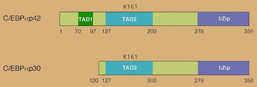 The human CEBPA gene encodes 2 distinct isoforms that are generated by alternative use of an initiator AUG codon. The p30 isoform lacks the N-terminal transactivation domain and antagonizes the function of p42. Lysine 161 in human C/EBPα is a site for sumoylation.