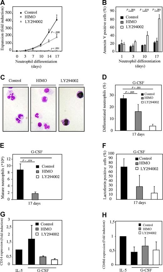 Figure 1. Inhibition of PKB with a pharmacological inhibitor inhibits neutrophil differentiation. (A) CD34+ cells were cultured in presence of G-CSF to induce neutrophil differentiation during 17 days. Cells were cultured either in absence or presence of 10 μM LY294002 or 20 μM 1L-6-Hydroxymethyl-chiro-inositol 2-(R)-2-O-methyl-3-O-octadecylcarbonate (HIMO), a PKB inhibitor. Expansion was determined by counting the trypane blue–negative cell population. (B) During the 17-day culture period the percentage of apoptotic cells was determined by annexin V staining. (C) After 17 days of neutrophil differentiation, cytospins were made and stained with May-Grunwald Giemsa solution. (D) Data were expressed as both the percentage of differentiated neutrophils (E) and as absolute numbers. (F) Lactoferrin, (G) CD14, and (H) CD49d expression was analyzed by FACS to determine neutrophil, monocyte, and eosinophil/monocyte development, respectively. Error bars represent SEM.