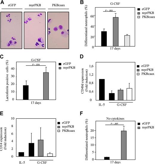 Figure 3. Ectopic expression of PKB regulates neutrophil differentiation ex vivo. CD34+ cells were retrovirally transduced with myrPKB, PKBcaax, or eGFP alone. (A) Retrovirally transduced CD34+ cells were cultured in presence of G-CSF to induce neutrophil differentiation. After 17 days of culture, transduced cells were separated from the nontransduced cells by FACS, and cytospins were made. Cytospins were stained with May-Grunwald Giemsa solution. (B) Data were expressed as the percentage of differentiated neutrophils. (C) Lactoferrin, (D) CD49d, and (E) CD14 expression was analyzed by FACS to determine neutrophil, eosinophil/monocyte, and monocyte development, respectively, in presence of G-CSF. (F) CD34+ cells were retrovirally transduced with myrPKB or eGFP alone. Retrovirally transduced CD34+ cells were cultured in absence of cytokines. After 17 days of culture, transduced cells were separated from the nontransduced cells by FACS, and cytospins were made. Cytospins were stained with May-Grunwald Giemsa solution. Data were expressed as the percentage of differentiated neutrophils. Error bars represent SEM.