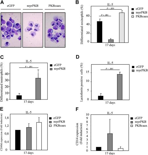 Figure 4. Ectopic expression of PKB regulates eosinophil differentiation ex vivo. CD34+ cells were retrovirally transduced with myrPKB, PKBcaax, or eGFP alone. (A) Retrovirally transduced CD34+ cells were cultured in presence of IL-5 to induce eosinophil differentiation. After 17 days of culture, transduced cells were separated from the nontransduced cells by FACS, and cytospins were made. Cytospins were stained with May-Grunwald Giemsa solution. (B) Data were expressed as the percentage of differentiated eosinophils. (C) Data were expressed as the percentage of differentiated neutrophils that developed during the 17-day culture period in presence of IL-3 and IL-5. (D) Lactoferrin, (E) CD49d, and (F) CD14 expression was analyzed by FACS to determine neutrophil, eosinophil/monocyte, and monocyte, respectively in presence of IL-3 and IL-5. Error bars represent SEM.