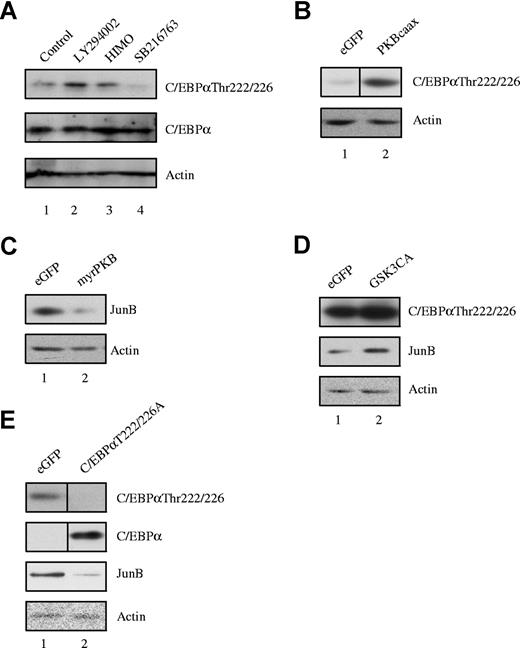 Figure 6. C/EBPα phosphorylation is regulated by PI3K/PKB. (A) Cells were starved overnight in absence of cytokines and in presence of 0.5% FCS. Cells were left untreated (lane 1) or treated with 10 μM LY294002 (lane 2), 20 μM HIMO (lane 3), and 10 μM SB216763 (lane 4) for 1 hour before protein lysates were made. Western blot analysis was performed with an antibody against phosphorylated C/EBPα, total C/EBPα, and as a control for equal loading an antibody against β-actin. (B) CD34+ cells were retrovirally transduced with eGFP as a control (lane 1) or PKBcaax (lane 2). After 7 days of differentiation in presence of IL-3 and IL-5 to induce eosinophil differentiation, transduced cells were separated from the nontransduced cells by FACS, and protein lysates were made. Western blot analysis was performed with an antibody against phosphorylated C/EBPα (Τ221/226) and an antibody against β-actin. Vertical line(s) have been inserted to indicate a repositioned gel lane. (C) CD34+ cells were retrovirally transduced with eGFP as a control (lane 1) or myrPKB (lane 2). After 7 days of differentiation in presence of IL-3 and IL-5 to induce eosinophil differentiation, transduced cells were separated from the nontransduced cells by FACS, and protein lysates were made. Western blot analysis was performed with an antibody against phosphorylated JunB and an antibody against β-actin (D).CD34+ cells were retrovirally transduced with eGFP as a control (lane 1) and constitutively active GSK-3 (lane 2). After 7 days of differentiation in presence of IL-3 and IL-5 to induce eosinophil differentiation, transduced cells were separated from the nontransduced cells by FACS, and protein lysates were made. Western blot analysis was performed with an antibody against phosphorylated C/EBPα (Τ221/226), JunB, and an antibody against β-actin. (E) CD34+ cells were retrovirally transduced with eGFP (lane 1) or C/EBPαT222/226A (lane 2). After 7 days of differentiation in presence of IL-3 and IL-5 to induce eosinophil differentiation, transduced cells were separated from the nontransduced cells by FACS, and protein lysates were made. Western blot analysis was performed with an antibody against C/EBPα (Τ221/226), C/EBPα JunB, and an antibody against β-actin. Vertical line(s) have been inserted to indicate a repositioned gel lane.