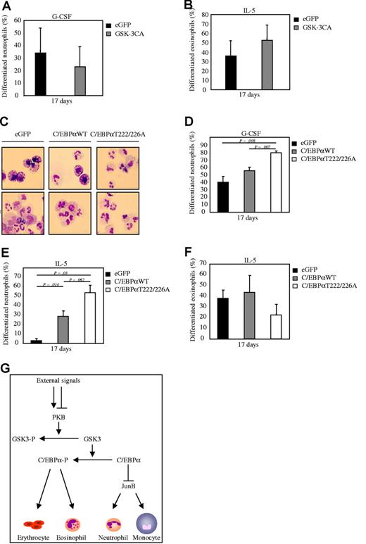 Figure 7. PKB mediates lineage choice decisions via regulation of C/EBPα. (A) CD34+ cells were retrovirally transduced with GSK-3CA or eGFP alone. Retrovirally transduced CD34+ cells were cultured in presence of either (A) G-CSF to induce neutrophil development or (B) IL-5 to induce eosinophil differentiation After 17 days of culture, transduced cells were separated from the nontransduced cells by FACS, and cytospins were made. Cytospins were stained with May-Grunwald Giemsa solution. (A-B) Data were expressed as the percentage of differentiated neutrophils or eosinophils. (C) CD34+ cells were retrovirally transduced with C/EBPαWT, C/EBPαT222/226A, or eGFP alone. Retrovirally transduced CD34+ cells were cultured in presence of either IL-5 to induce eosinophil differentiation or G-CSF to induce neutrophil development. After 17 days of culture, transduced cells were separated from the nontransduced cells by FACS, and cytospins were made. Cytospins were stained with May-Grunwald Giemsa solution. (D) Data were expressed as the percentage of differentiated neutrophils. (E) Data were expressed as the percentage of differentiated neutrophils that developed during the 17-day culture period in presence of IL-3 and IL-5. (F) Data were expressed as the percentage of differentiated eosinophils. (G)A schematic model showing the effect of regulation of PKB activity on regulation of myelopoiesis. Activation of PKB results in inhibitory phosphorylation of GSK-3. Active GSK-3 phosphorylates and thereby inhibits activation of C/EBPα. Unphosphorylated, active C/EBPα inhibits expression of JunB. Both activation of PKB and C/EBPα induces neutrophil differentiation, whereas eosinophil development is inhibited. Inhibition of PKB results in activation of GSK-3, phosphorylation of C/EBPα, and induction of eosinophil differentiation at the expense of neutrophil development. Error bars represent SEM.