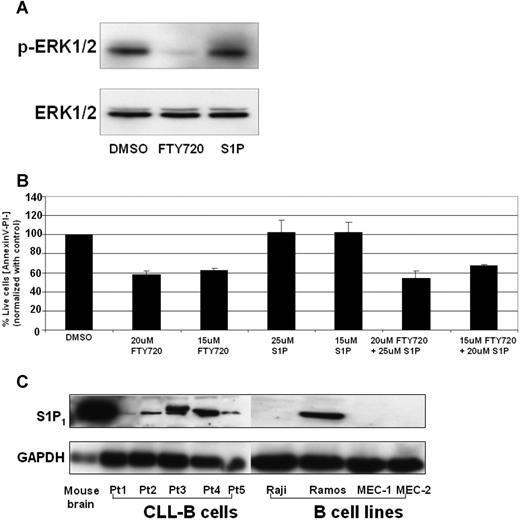 Figure 6. S1P receptor 1 (S1PR1) in FTY720-induced cell death. (A) FTY720 but not S1P induced ERK1/2 dephosphorylation in CLL B cells. CD19+ B cells (107) from patients with CLL were incubated with DMSO, FTY720 (5 μM), or S1P (1 μM) for 3 hours, and cell lysates were subjected to Western blotting as described in “Western blotting.” (B) S1P failed to prevent FTY720-induced cell death. CD19+ B cells (2 × 106) from patients with CLL were pretreated with indicated concentrations of S1P for 2 hours, followed by DMSO or FTY720 for 24 hours. The cells were stained with annexin V–FITC and PI as described in “Analysis of cell viability and apoptosis.” The cells were analyzed by flow cytometry, and data were collected under list mode. The data shown represent the percentage of annexin V−/PI− viable cells plus or minus SD that are normalized to media control (n = 3). (C) Expression of S1P1 in primary CLL B cells and B-cell lines. CD19+ B cells (107) from patients with CLL or Raji, Ramos, MEC-1, and MEC-2 B cells were lysed and subjected to Western blotting as described in “Western blotting.” Cell lysates from mouse brains were used as positive control (representative data from 2 experiments).