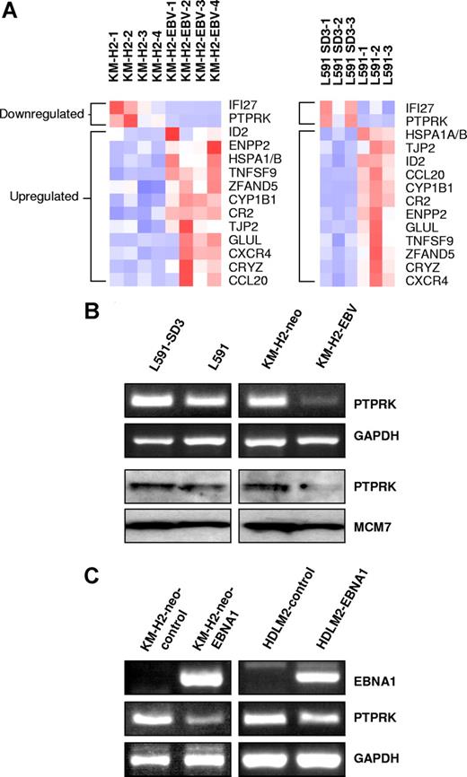 Figure 1. PTPRK expression is down-regulated by EBV infection or expression of EBNA1 in Hodgkin lymphoma cells. (A) Heat map showing genes differentially expressed in the presence of EBV in both L591 and KM-H2 cells. Twelve genes were up-regulated and 2 genes down-regulated in both HL cell lines in the presence of EBV. Down-regulated genes included PTPRK, a putative tumor-suppressor gene. L591-SD3 is an EBV-negative variant of the EBV-positive parental L591 line. KM-H2-EBV is an EBV-positive HL cell line generated by infection of EBV-negative KM-H2 cells with recombinant Akata-derived EBV. (B) Semiquantitative RT-PCR for PTPRK shows lower levels of PTPRK mRNA in EBV-positive L591 and KM-H2 cells compared with their EBV-negative counterparts (L591-SD3 and KM-H2-neo, respectively). Immunoblotting demonstrates the down-regulation of PTPRK protein in EBV-positive HL cells compared with their EBV-negative counterparts. KM-H2 neo is a control cell line generated by the transfection of EBV-negative KM-H2 cells with a plasmid containing a neomycin resistance gene. (C left panel) RT-PCR analysis of EBV-negative KM-H2 cells transfected with EBNA1 reveals that expression of EBNA1 is sufficient to reduce PTPRK mRNA expression. No other EBV latent gene affected PTPRK expression (data not shown). (C right panel) RT-PCR analysis demonstrates that transient transfection of the EBV-negative HL cell line, HDLM-2, with EBNA1 also results in the down-regulation of PTPRK expression. Similar results were observed following ectopic EBNA1 expression in the EBV-negative HL cell line L428 (data not shown).