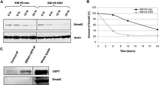 Figure 3. Smad2 half-life is decreased in the presence of EBV. (A) Treatment of KM-H2 cells with cycloheximide reveals that the turnover of Smad2 is increased in EBV-positive cells relative to EBV-negative controls (KM-H2-neo). (B) Scatter plot generated from normalized densitometry values from Smad2 and actin immunoblots from cycloheximide-treated KM-H2 cells. The half-life of Smad2 in EBV-positive cells is decreased in comparison with EBV-negative controls (KM-H2-neo). (C) Immunoprecipitation from L428 HL cells stably expressing an EBNA1-GFP fusion protein using anti-GFP antibody (which pulls down EBNA1-GFP) followed by immunoblotting for either USP7 (top panel) or Smad2 (bottom panel). A positive band is observed for USP7, a known EBNA1 interactor, in the EBNA1-GFP-IP, but not in the IP with isotype control antibody. An interaction between USP7 and EBNA1 was also confirmed by IP with USP7 and subsequent immunoblotting for EBNA1 (data not shown). No bands are observed in the Smad2 immunoblot, suggesting that EBNA1 and Smad2 do not physically associate. Immunoblotting on whole lysates confirms that USP7 and Smad2 are expressed in these cells. The black dividing lines signify where images from different parts of the same immunoblot have been moved together to bring samples next to each other for direct comparison.