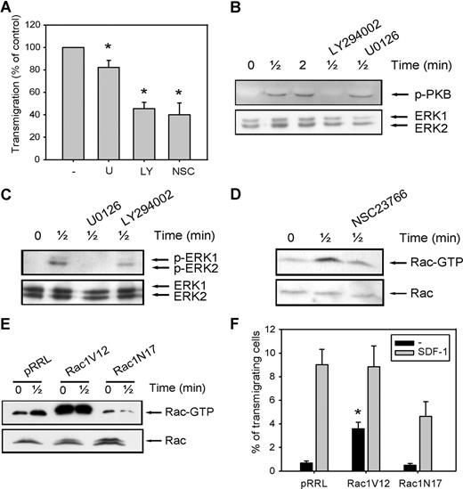Figure 2. The involvement of PI2K, ERK1/2, and Rac in SDF-1-induced migration. (A) CD34+ cells from healthy donors were pretreated with 10 μM U0126, 10 μM LY294002, or 40 μM NSC23766 for 30 minutes, and applied to the upper compartment of a microchamber transwell system with 5-μm pores. Migration was induced by 100 ng/mL SDF-1 for 4 hours at 37°C after which the transmigrated CD34+ cells were harvested from the lower chamber and counted by FACS analysis. The assay was done in duplicate, and the ratio between transmigrated CD34+ cells and the total amount of CD34+ cells added to the upper well was calculated. The number of cells migrated in the presence of inhibitors is shown as a percentage of the number of cells migrated in the control samples. The means of 6 individual experiments are shown. (B,C) Normal CD34+ cells were pretreated with 10 μM U0126 or 10 μM LY294002 for 30 minutes where indicated and subsequently stimulated with 100 ng/mL SDF-1. PKB and ERK1/2 activation were detected by Western blotting, using antibodies against phosphorylated PKB or ERK1/2 (top). The blots were reprobed with total ERK1/2 antibody, to control for equal loading. Three independent experiments were performed, and one representative experiment is shown. (D) Normal CD34+ cells were stimulated with 100 ng/mL SDF-1 for the indicated time, with or without pretreatment of cells with 40 μM NCS23766 for 30 minutes. Activated Rac was precipitated using GST-PAK-CRIB and visualized by Western blotting with Rac antibodies. One representative example of 3 independent experiments is shown. (E) HL60 cells that were transduced with mock empty vector, Rac1V12 or Rac1N17 were stimulated with 100 ng/mL SDF-1. Activated Rac was precipitated using GST-PAK-CRIB and visualized by Western blotting with Rac antibodies. One representative example of 3 independent experiments is shown. (F) HL60 cells that were transduced with mock empty vector, Rac1V12, or Rac1N17 were applied to the upper compartment of a microchamber transwell system with 8 μm pores. Migration was induced by 100 ng/mL SDF-1 for 4 hours at 37°C after which the transmigrated cells were harvested from the lower chamber and counted by FACS analysis. The assay was done in duplicate, and the ratio between transmigrated HL60 cells and the total amount of cells added to the upper well was calculated. The means of 5 experiments are shown.
