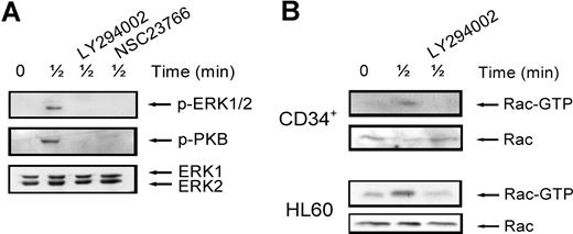 Figure 3. Interaction of signaling pathways. (A) Normal CD34+ cells were pretreated with 10 μM LY294002 or 40 μM NSC23766 for 30 minutes where indicated and subsequently stimulated with 100 ng/mL SDF-1. ERK1/2 activation was detected by Western blotting, using antibodies against phosphorylated ERK1/2 (top) or PKB (middle). The blots were reprobed with total ERK1/2 antibody, to control for equal loading (bottom). One representative experiment is shown of 4 independent experiments. (B) Normal CD34+ cells or HL60 cells were stimulated with 100 ng/mL SDF-1 for the indicated time, with or without pretreatment of cells with 10 μM LY294002 for 30 minutes. Activated Rac was precipitated using GST-PAK-CRIB and visualized by Western blotting with Rac antibodies (top panels). To compare the total amount of Rac protein in the samples, total lysates were analyzed by Western blotting with Rac antibodies (bottom panels). For both CD34+ and HL60 cells, one representative example of 3 independent experiments is shown.