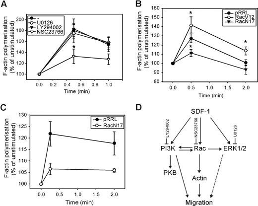 Figure 4. The involvement of PI3K, ERK1/2, and Rac in SDF-1–induced F-actin polymerization. (A) CD34+ cells from healthy donors were pretreated with 10 μM U0126, 10 μM LY294002, or 40 μM NSC23766 for 30 minutes and stimulated with 100 ng/mL SDF-1 for the indicated time. Cells were fixed and permeabilized, and F-actin was stained with 2.5 U/mL OregonGreen 514-Phalloidin. The fluorescence intensity was determined by FACS analysis and expressed as a percentage of that in unstimulated cells. The mean of 5 independent experiments is shown. (B) HL60 cells were transduced with mock empty vector, Rac1V12 or Rac1N17, and GFP positive cells were sorted by MoFlow. Transduced cells were stimulated with SDF-1 for the indicated times, after which polymerized actin was stained with Alexa Fluor 594-Phalloidin. The fluorescence intensity was determined by FACS analysis, and expressed as a percentage of that in unstimulated cells. The mean of 3 independent experiments is shown. Significant differences are indicated with an asterisk (P < .05). (C) Normal CD34+ cells (n = 3) were transduced with mock empty vector or Rac1N17. Cells were stimulated with 100 ng/mL SDF-1 for the indicated time. Cells were fixed and permeabilized, and F-actin was stained with 2.5 U/mL Alexa Fluor 594-Phalloidin. Phalloidin binding in GFP + cells (ie, transduced cells) was determined by FACS analysis and expressed as a percentage of that in unstimulated cells. (D) Schematic representation of the involvement of SDF-1–activated signaling pathways, and their cross-talk interactions, in migration and actin polymerization of normal CD34+ cells.