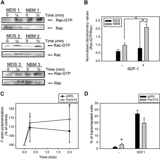 Figure 6. Impaired SDF-1–induced Rac activation in MDS CD34+ cells. (A) MDS and normal CD34+ cells were stimulated with 100 ng/mL SDF-1 for the indicated time and activated Rac was precipitated using GST-PAK-CRIB and visualized by Western blotting with Rac antibodies (top). To compare the total amount of Rac protein in the samples, total lysates were analyzed by Western blotting with Rac antibodies (bottom). Three representative examples of 3 independent experiments are shown. (B) For quantification of active Rac, densitometry values of precipitated Rac were divided by the densitometry values of total Rac protein present in the same lysates. Means of 5 independent experiments are shown. Significant differences are indicated with an asterisk (P < .05). (C) MDS CD34+ cells (n = 4) were transduced with mock empty vector or Rac1V12. Cells were stimulated with 100 ng/mL SDF-1 for the indicated time. Cells were fixed and permeabilized, and F-actin was stained with 2.5 U/mL Alexa Fluor 594-Phalloidin. Phalloidin binding in GFP + cells (ie, transduced cells) was determined by FACS analysis and expressed as a percentage of that in unstimulated cells. (D) MDS CD34+ cells (n = 3) that were transduced with mock empty vector or Rac1V12 were applied to the upper compartment of a microchamber transwell system with 5-μm pores. Migration was induced by 100 ng/mL SDF-1 for 4 hours at 37 °C after which transmigrated cells were harvested from the lower compartment and counted by FACS. The assay was done in duplicate and the ratio between transmigrated cells and total amount of cells added to the upper well was calculated. The mean of 3 experiments is shown.