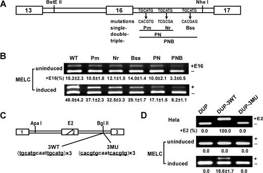 Figure 1. UGCAUG repeats enhance exon 16 splicing and activate DUP internal exon splicing in a differentiation stage–specific manner in MELCs. (A) Schematic of the wild-type (WT) exon 16 minigene and mutations tested. The first repeat was mutated to restriction site PmlI, the second repeat to NruI, and the third repeat to BssSI. The double-mutant PN construct incorporated both the Pm and Nr mutations; the triple mutant PNB construct incorporated all 3 mutations. (B) Mutational analysis in undifferentiated and differentiated MELCs. Minigene stably transfected MELCs were induced to differentiation. Splicing products were analyzed for exon 16 inclusion by RT-PCR. +E16 indicates spliced products with exon 16; −E16, spliced products without exon 16; and +E16 (%), the percentage of spliced products includes exon 16. For each construct, 2 transfections were performed per experiment. Each experiment was repeated at least 3 times. The results shown are from 3 independent transfections. (C) Structure of the DUP minigene. DUP exon 1 is β-globin exon 1, and exon 3 is β-globin exon 2. The diagonal line in the second DUP exon indicates a fusion between the first and second β-globin exons to make a 33-nucleotide hybrid exon (E2). 3 copies of the wild-type (3WT) or mutant (3MU) sequences were inserted into the BglII site. (D) Splicing of DUP, DUP-3WT, and DUP-3MU in HeLa as well as in uninduced and induced MELCs. HeLa and MELCs were stably transfected with the vector alone (DUP), with 3 copies of the wild-type DUP-3WT, or with 3 copies of the mutated DUP-3MU. MELC stable lines were induced to differentiation with DMSO for 4 days. RNA were isolated and analyzed for E2 expression by RT-PCR. +E2 indicates spliced products with exon E2; −E2, spliced products without exon E2; and +E2(%), percentage of spliced products that include exon E2.