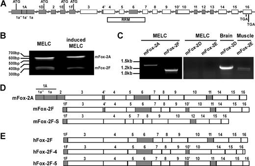 Figure 2. Gene structure and mRNA variants of Fox-2. (A), Fox-2 gene structure. Mouse Fox-2 possesses 4 alternative promoters and contains 16 exons. Shaded boxes indicate alternatively spliced exons; open boxes, constitutive exons. Within the alternative exons, internal cryptic splice sites are used in exons 1A, 4, and 10, and generate exon variants designated as 1a′′, 1a′, 1a; 4′, 4; 10′, 10. A total of 4 alternative mutual exclusive translation initiation sites (ATG) are located in exons 1A 1D, 1E, or 1F. The RRM bar indicates the region that encodes for the RNA recognition motif (RRM). Splicing of exons 11 and 12 is mutually exclusive. (B) 5′ RACE analysis of the transcription initiation sites of Fox-2 from uninduced and induced MELCs. (C) RT-PCR analysis of mFox-2 expression in MELCs. RNAs were amplified with a primer set located at the first exon (1A, 1D, 1E, or 1F) and exon 16. MELC RNAs could be amplified with 1A or 1F primers but not with 1D or 1E primers. mRNAs from mouse brain and skeletal muscle served as positive controls for exon 1D and 1E, respectively. (D) Exon composition of Fox-2 isoforms isolated from mouse cells. mFox-2A and mFox-2F were isolated from MELCs. The same mFox-2F and an additional mFox-2F-S were isolated from C57/BL6 mouse muscle. (E) Exon composition of hFox-2 isoforms isolated from human cells. hFox-2F is expressed in HeLa cells. hFox-2F-4 and hFox-2F-5 are expressed in RD cells.
