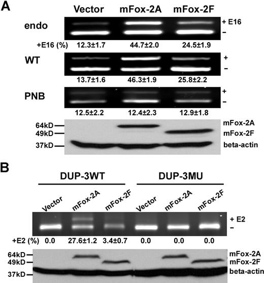 Figure 3. mFox-2 enhances 4.1R exon 16 and DUP exon E2 splicing in an UGCAUG-dependent manner. (A) mFox-2 isoforms exhibit differential enhancing activities on exon 16 splicing. MELCs or exon 16 WT or PNB minigene stably expressing MELCs were transfected with vector alone, mFox-2A, or mFox-2F. Exon 16 splicing products were analyzed by semiquantitative RT-PCR. endo indicates endogenous; WT, wild-type; and PNB, mutant minigene PNB. Western blot analysis confirmed the expression of transfected mFox-2A or mFox-2F isoforms from WT-minigene–expressing MELCs by anti-Flag antibody; β-actin was used as a loading control. +E16 indicates spliced products with exon 16; −E16, spliced products without exon 16; and +16 (%), percentage of spliced products with standard deviation that include exon 16. The results shown are from 3 independent transfections. (B) mFox-2 isoforms exhibit differential enhancing activities on exon E2 splicing in the DUP system. DUP-3WT or DUP-3MU minigenes stably expressing MELCs were transfected with vector alone, mFox-2A, or mFox-2F and analyzed for exon E2 expressions. Western blot analysis confirmed the expression of mFox-2A or mFox-2F isoforms. +E2 indicates spliced products with exon E2; −E2, spliced products without exon E2; and +E2 (%), percentage of spliced products that include exon E2.