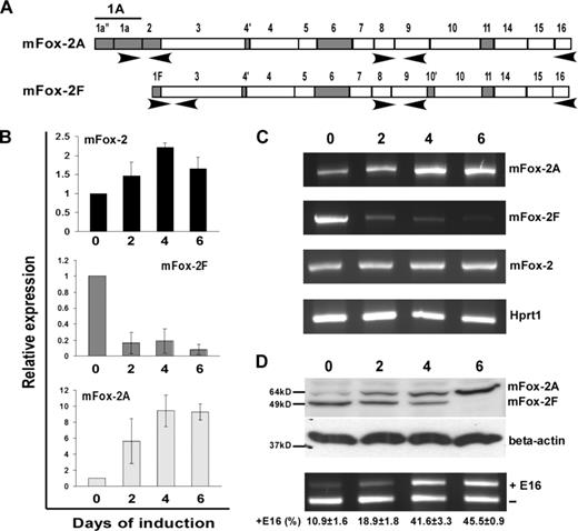 Figure 4. Analysis of mFox-2 isoform expression and its effect on exon 16 splicing switch during MELC differentiation. (A) Schematic diagram of primer sets used in expression analysis. Primer set locations are indicated with arrows. (B) Real-time PCR analysis of total mFox-2 (mFox-2), mFox-2F, and mFox-2A expression during MELC differentiation. 0, 2, 4, and 6 indicate the days after DMSO-induced differentiation. All data are presented as mean plus or minus SD. Day 0 was taken as 1. (C) Full-length Fox-2 mRNA expression detected during MELC differentiation. mFox-2 indicates total mFox-2; Hprt1 serves as an internal control. (D) mFox-2 isoform expression switch correlates with exon 16 splicing switch during MELC erythroid differentiation. 0, 2, 4, and 6 indicate the days of induced differentiation. Top panel shows endogenous mFox-2 isoforms expression was detected by anti–mFox-2 antibody. Middle panel shows β-actin was used for loading control. Bottom panel shows exon 16 splicing was analyzed by semiquantitative RT-PCR from 3 independent transfections.