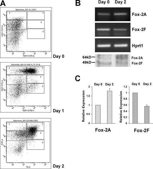 Figure 5. Analysis of Fox-2 isoforms expression during erythroid differentiation of mouse fetal liver cells. (A) Flow cytometry of cultured fetal liver cells at 0, 1, and 2 days in erythroid-differentiation medium. Cells were double-stained for a PE-conjugated anti-TER119 mAb and an FITC-conjugated anti-CD71 mAb and analyzed by flow cytometry. Axes indicate relative logarithmic fluorescence units for PE (x-axis) and FITC (y-axis). Regions 1 to 5 are defined by characteristic staining pattern of cells, including CD71medTER119low, CD71highTER119low, CD71highTER119high, CD71medTER119high, and CD71lowTER119high, respectively. (B) Fox-2A and -2F isoforms expression analyzed by RT-PCR and Western blot analyses (bottom panel). Hprt1 serves as an internal control for RT-PCR. (C) Relative expression of Fox-2A and Fox-2F in erythroid differentiation of fetal liver cells. Semiquantitative RT-PCR products were scanned and analyzed by the ChemiImager 5500 system (Alpha Innotech Co, San Leandro, CA). Day-0 and day-2 cells were analyzed for expression of mFox-2 isoforms. The bar graph represents the relative levels of mFox-2 mRNA in the day 0 and day 2 cells. Day 2 mFox-2 levels are expressed relative to those in day 0 cells and normalized with Hprt1. Error bars represent standard deviation. Day 0 was taken as 1.