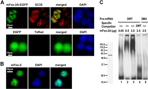 Figure 6. mFox-2A localizes in the nucleus and specifically binds to UGCAUG sequence in an gel mobility shift assay. (A) MELCs transfected either with mFox-2A/EGFP or EGFP vector alone were fixed and stained for endogenous SC35 and for nucleic acids (DNA), then visualized for the presence of EGFP, SC35, and DAPI. Green represents EGFP epitopes; red, SC35 epitopes; yellow, the colocalization of mFox-2A and SC35; and blue, DNA stained with DAPI. TxRed indicates EGFP-transfected cells were stained with a secondary mouse antibody conjugated with Texas Red but without the primary antibody and served as a negative control. (B) TER119+ fetal liver cells stained for endogenous Fox-2 and DNA. Green indicates Fox-2; blue, DNA. (C) Left panel shows purified mFox-2A. mFox-2A expressed as GST fusion proteins were cleaved with PreScission protease (Amersham Pharmacia) and purified to homogeneity. Right panel shows gel mobility shift assay using 3 copies of sequences between the first and second UGCAUG repeats. 32P-labeled wild-type RNA (3WT; lanes 1-4) or mutant RNA (3MU; lane 5) were incubated with increasing amounts of mFox-2A in the presence of nonspecific competitor tRNA. A 10-fold excess (compared with the 32P-labeled probe) of unlabeled 3WT RNA (3WT; lane 4) was added as a competitor.